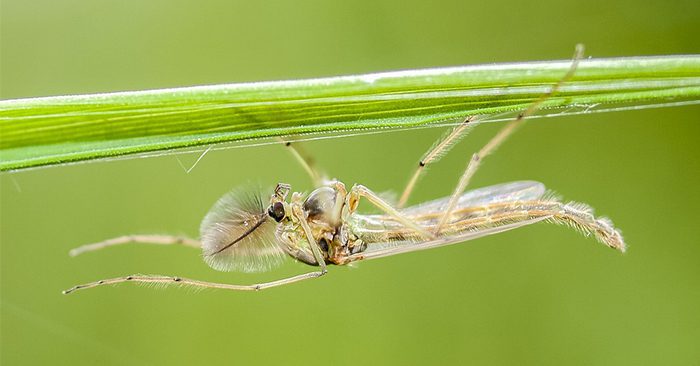 How To Kill Thousands Of Mosquitoes In Your Backyard Every Night - Not only are mosquitoes one of the most annoying things in the world they are also carriers of incredibly dangerous diseases. The thing we forget about management of mosquitoes is that they are poisoned in mass all the time by our local governments.