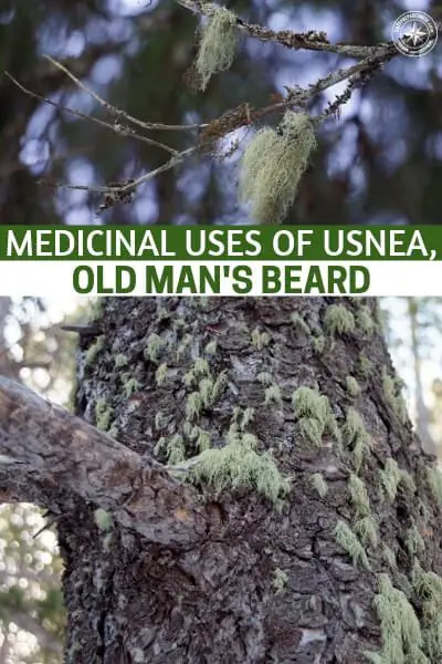 Medicinal Uses of Usnea, Old Man's Beard - Usnea has long been used therapeutically in many traditional systems including Chinese, European and Native American herbal medicine. One of the most important therapeutically active components in usnea is usnic acid, which has potent antibiotic properties.