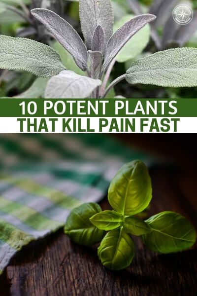 10 Potent Plants That Kill Pain Fast - There is a collection of pain relievers growing in the world around us. The best part about these plants in particular is that they can be grown in your own herb garden.