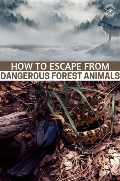 How to Escape From Dangerous Forest Animals - This article will prepare you for that moment when you are looking through the foliage and you lock eyes with a dangerous predator. It is very important that you understand how to react in that moment.