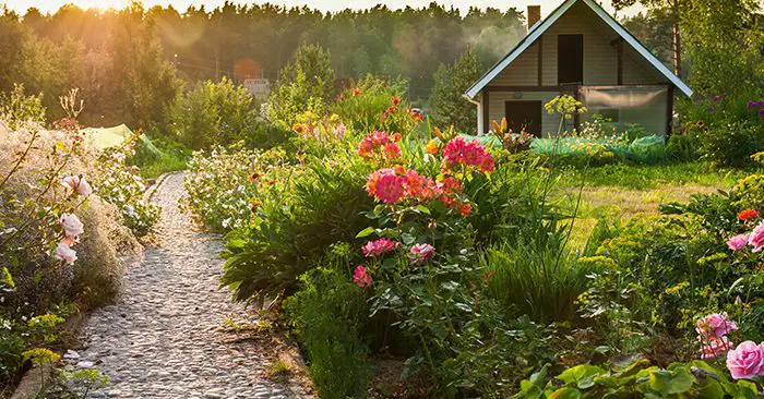 No-Till Garden Cover Crops, How To Stop Next Year’s Weeds This Fall! - The idea of planting cover crops is very appealing. We compost and we add materials to our gardens to assure the soil is prepared for the next year. If you are inoculating your soil with nitrogen from these cover crops your plants will benefit.