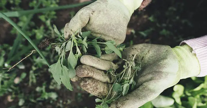 The Truth About Landscaping Fabric & 5 Other Simple Ways to Prevent Weeds - One of the most common ways is to lay down landscaping fabric, but as seasoned gardeners know it isn't the complete solution it is sold as. It has some very distinct downsides, for you and your plants.