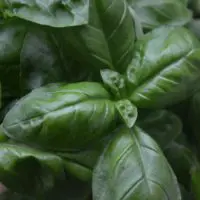 13 Best Herbs to Grow Indoors — Herbs are known to enhance flavors in food and offer natural remedies for ailments. Therefore, trying your hand at growing them indoors is well worth the effort. We’ve listed 13 of the best herbs you can grow indoors with ease