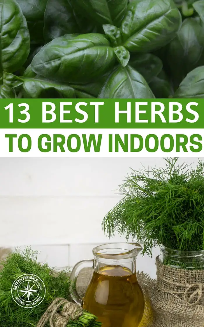 13 Best Herbs to Grow Indoors