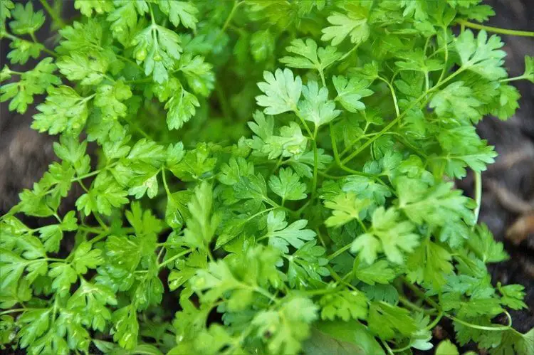 Chervil is a delicate herb, but can be grown indoors with ease!