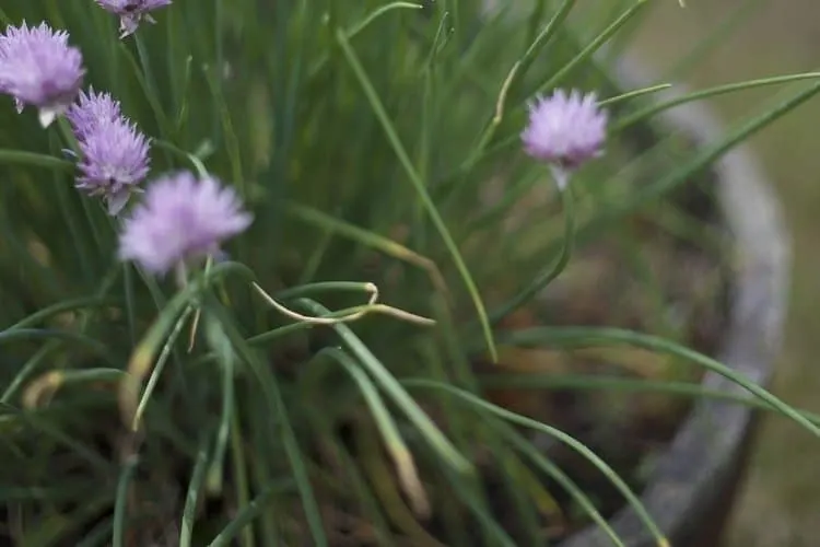 Chives are one of the easiest and most versatile herbs to grow indoors.