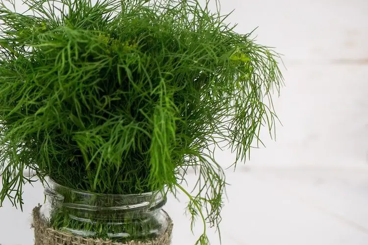 When grown indoors Dill offers a really lovely aroma and great flavor as an herb