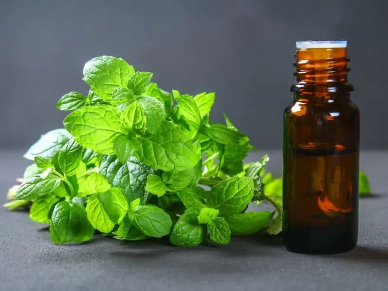 Peppermint leaves and essential oill bottle