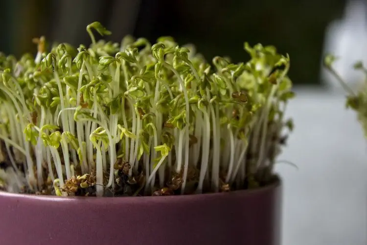 When added to to salads, sandwiches, and soups, garden cress adds depth of flavor .