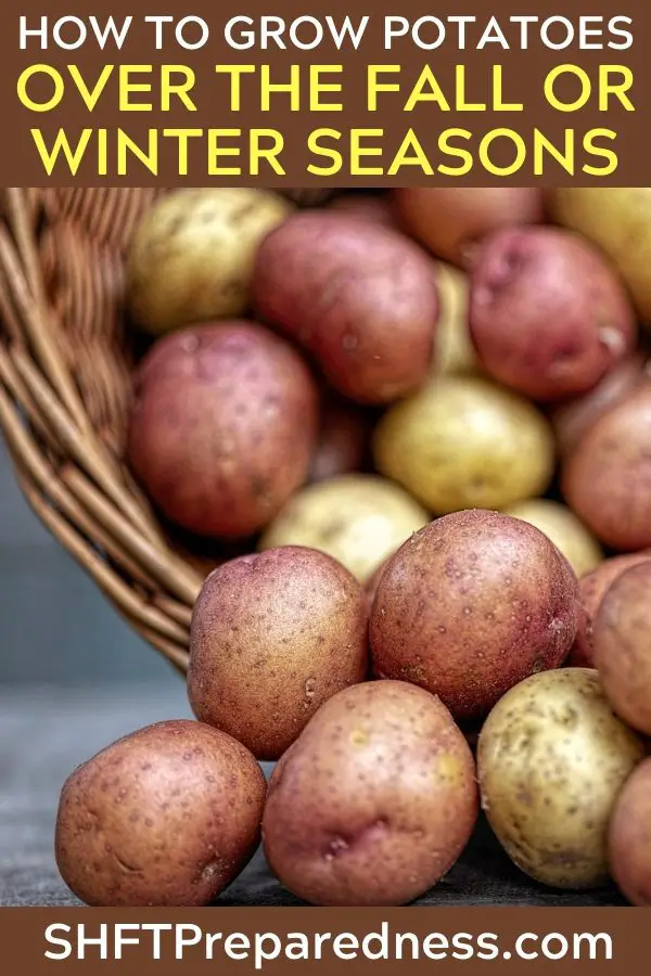 How To Grow Potatoes Over The Fall Or Winter Seasons — Did you know you can grow potatoes over winter? I didn't. Some even say planting in fall is better than the spring. I need to try this out.