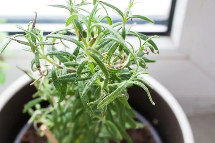 Herbs are known to enhance flavors in food and offer natural remedies for ailments. Here's a list of the 13 best herbs to grow indoors with ease.