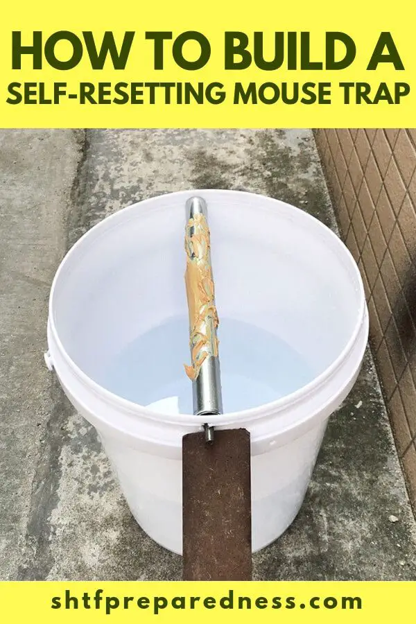 These 5-gallon bucket mouse traps are cheap and easy to build, easy to use and easy to service. I know the regular mouse traps are cheap but this trap can also catch rats too.