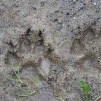 How To Identify Animals by their Tracks — Whether you’re a hiker, nature enthusiast, or just want to know who’s been eating your tomatoes, there’s a helpful animal tracking guide for you. The Old Farmer’s Almanac has a collection of animal track photos to help you figure out who your furry neighbors are.