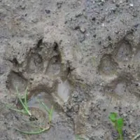 How To Identify Animals by their Tracks — Whether you’re a hiker, nature enthusiast, or just want to know who’s been eating your tomatoes, there’s a helpful animal tracking guide for you. The Old Farmer’s Almanac has a collection of animal track photos to help you figure out who your furry neighbors are.
