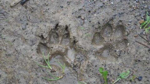How To Identify Animals by their Tracks (with Pictures!)