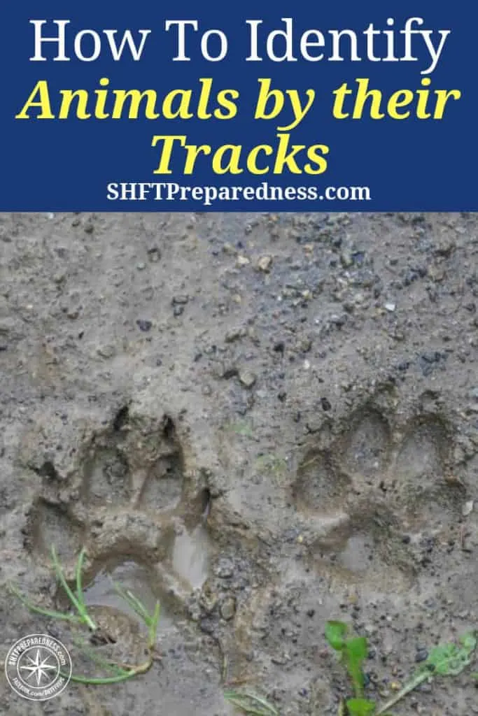 How To Identify Animals by their Tracks — Whether you’re a hiker, nature enthusiast, or just want to know who’s been eating your tomatoes, there’s a helpful animal tracking guide for you. The Old Farmer’s Almanac has a collection of animal track photos to help you figure out who your furry neighbors are.