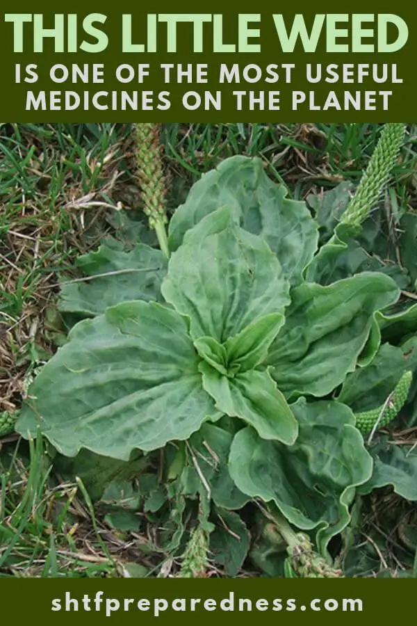 This Little Weed is One of the Most Useful Medicines on the Planet - This weed is one of about 100 plants that clean and correct impure conditions of the blood and the eliminative tissues and organs.