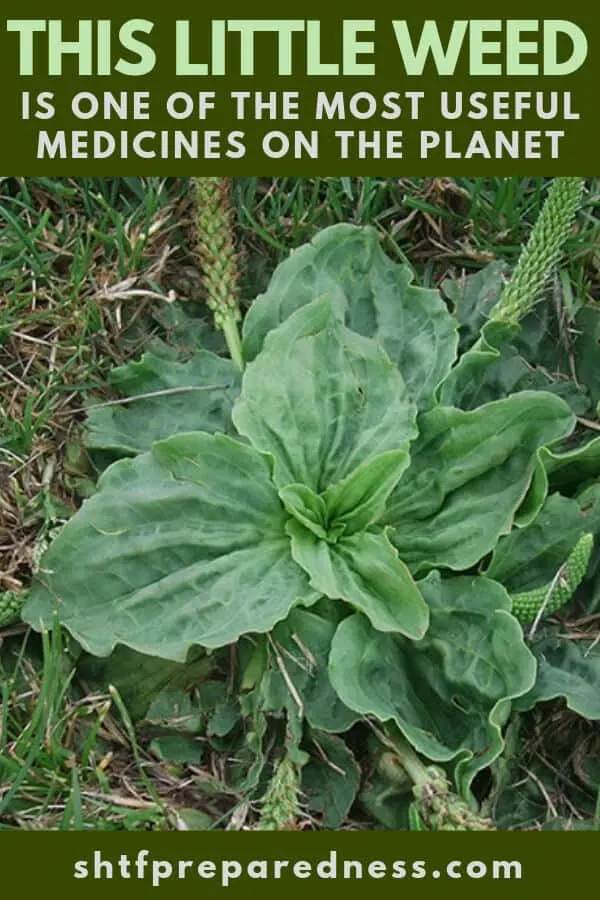 This Little Weed is One of the Most Useful Medicines on the Planet - This weed is one of about 100 plants that clean and correct impure conditions of the blood and the eliminative tissues and organs.