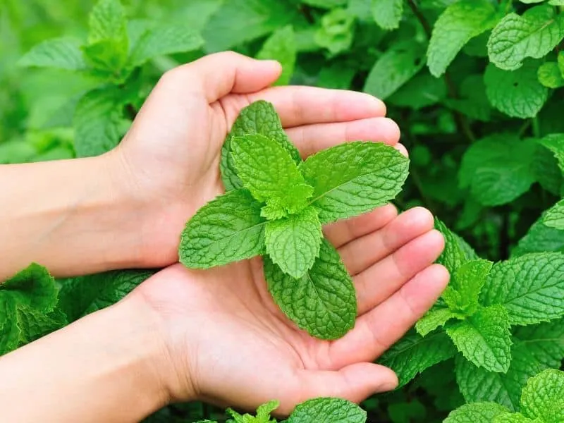 Hands holding a mint plant