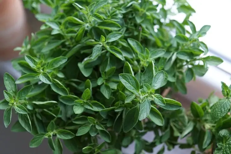 grow oregano herbs indoors