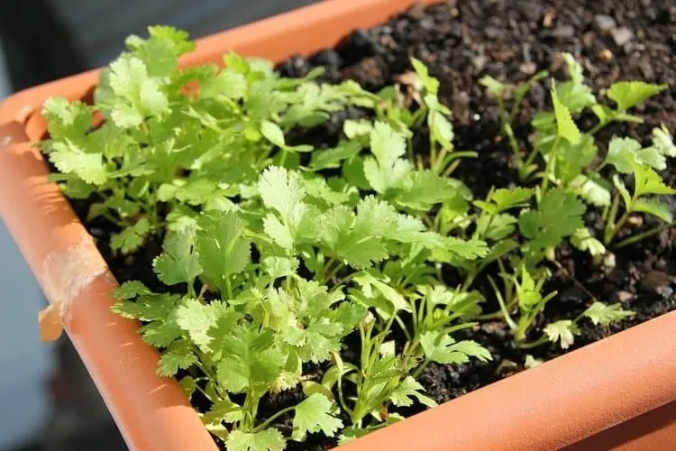 Parsley is a versatile herb and adapts well to growing indoors