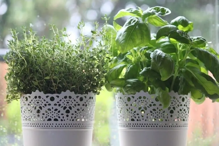 Thyme is easy to grow from cuttings and thrives in small pots.