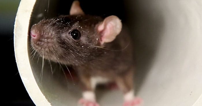 Winter Pests: Keep an Eye out for These 7 Pests This Winter 1 Winter Pests: Keep an Eye out for These 7 Pests This Winter - While most people associate spring and summer to pest control season, you'd be surprised to know the number of pests that target your home for warmth and comfort during the winter.