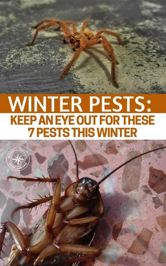 Winter Pests: Keep an Eye out for These 7 Pests This Winter - While most people associate spring and summer to pest control season, you'd be surprised to know the number of pests that target your home for warmth and comfort during the winter.