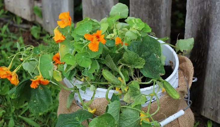 DIY 5 Gallon Bucket Garden