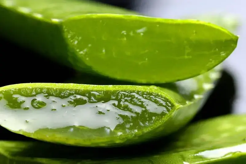 Sliced aloe, ready to soothe a burn