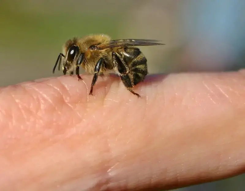 Bee on finger