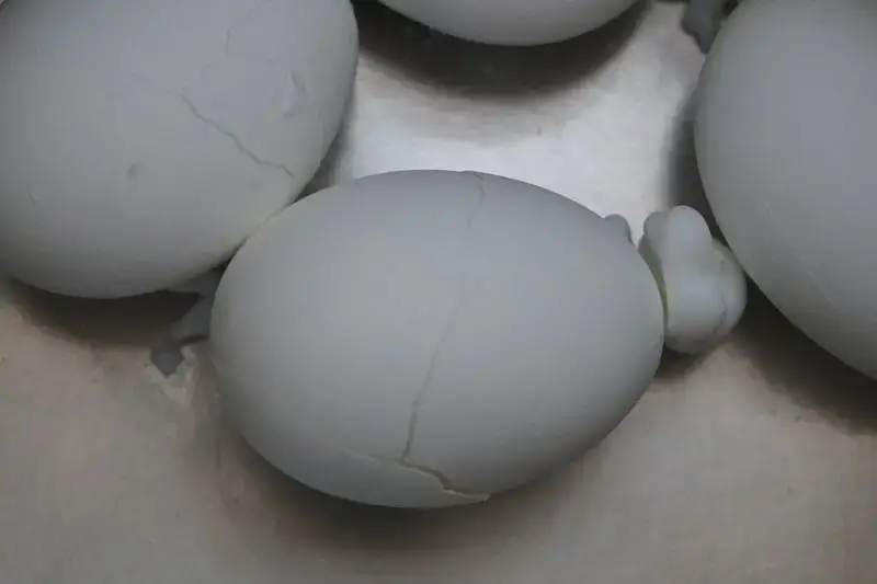 Cracked boiled eggs