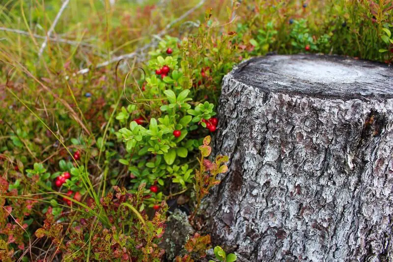 Dead stump