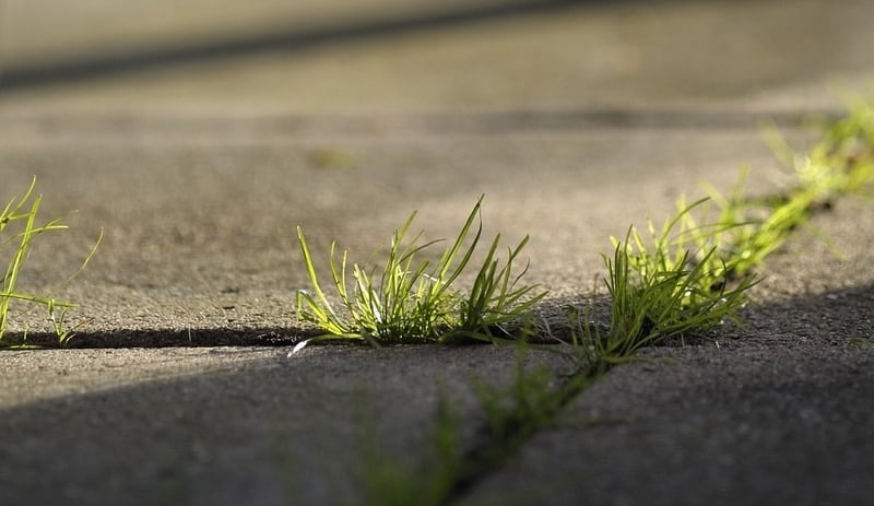 Weeds growing in driveway cracks