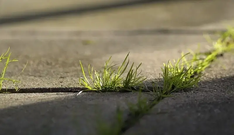 Weeds growing in driveway cracks