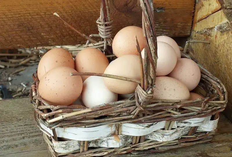 Eggs in a basket