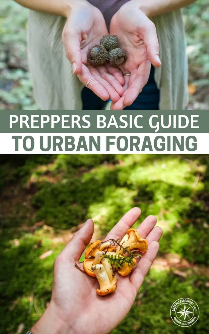 preppers basic guide urban foraging pin