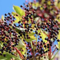 How to Identify the Elderberry Bush - This article will add one of those common wild edibles to your repertoire. While the elderberry is not one of the most delicious of the wild edibles out there it can really be a game changer in survival.