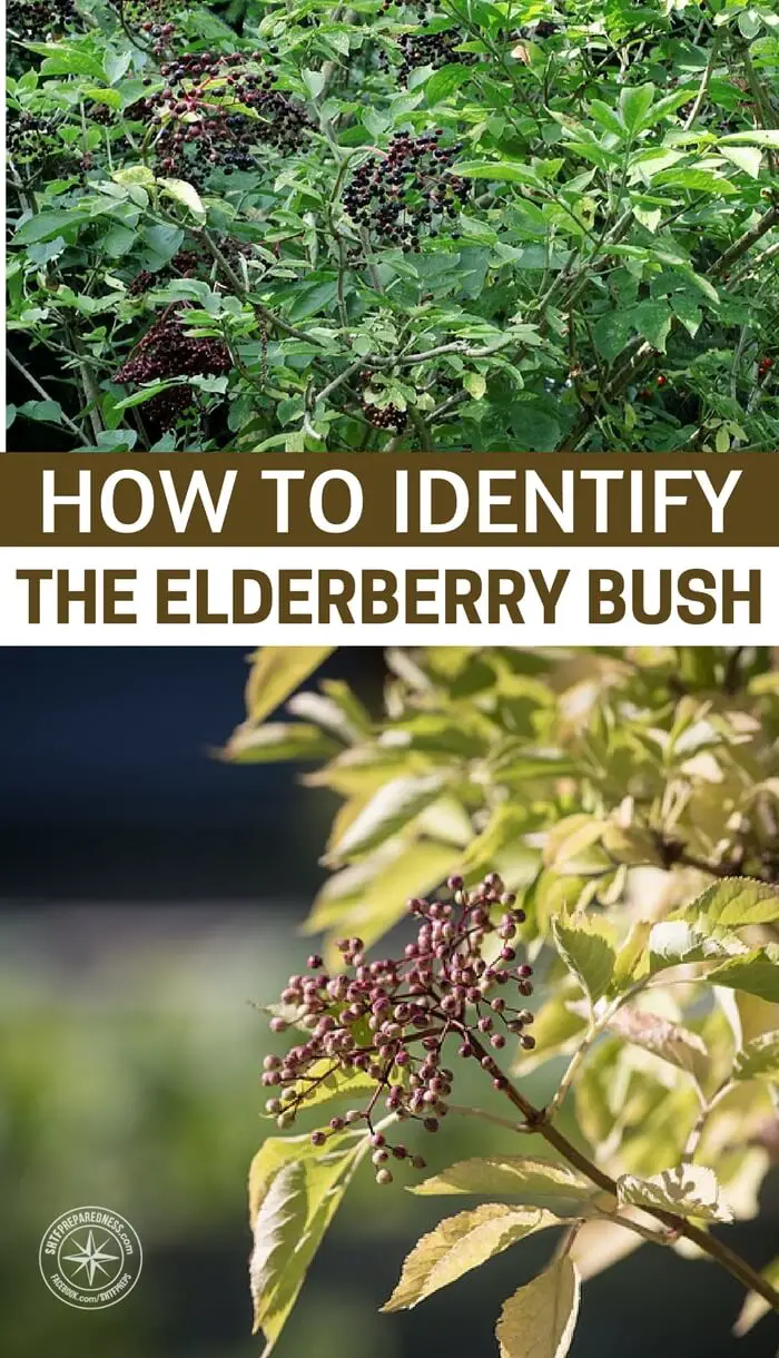 How to Identify the Elderberry Bush - This article will add one of those common wild edibles to your repertoire. While the elderberry is not one of the most delicious of the wild edibles out there it can really be a game changer in survival.
