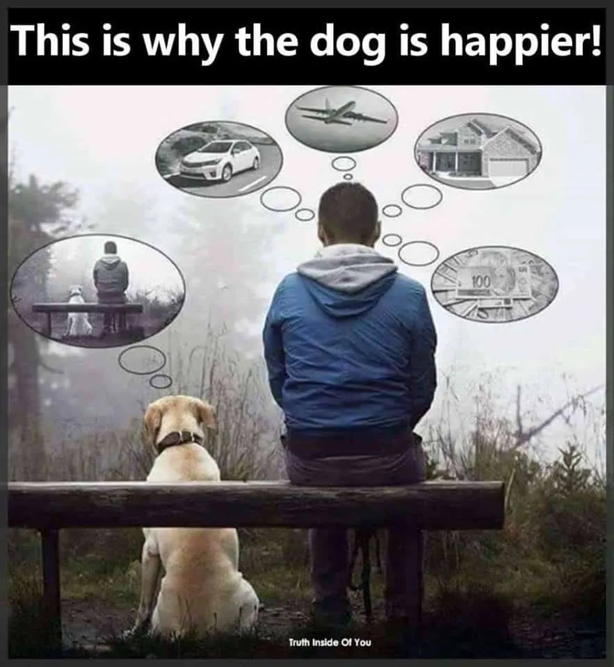 this is why the dog is happier