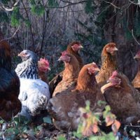 Natural Chicken First Aid - This is a great article about how to care for your chickens naturally. The whole point of raising birds is to assure you have access to either pure meat or eggs. If you have to fill them with antibiotics to keep them healthy, well, you are doing the same thing as those in the supermarket.