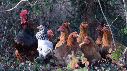 Natural Chicken First Aid