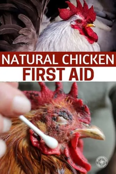 Natural Chicken First Aid - This is a great article about how to care for your chickens naturally. The whole point of raising birds is to assure you have access to either pure meat or eggs. If you have to fill them with antibiotics to keep them healthy, well, you are doing the same thing as those in the supermarket.