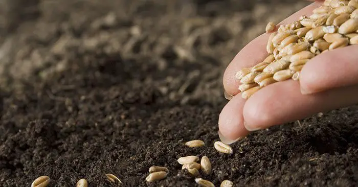 12 Seeds You Need To Start NOW For Spring Planting - This article will walk you through 12 types of seeds that can be planted now for the coming spring garden. You will find that there are a number of plants that you can get started right now and begin planning your garden.