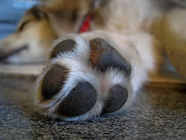 Soothing DIY Dog Paw Balm Recipe - A great DIY dog paw balm recipe is essential to help prepare your dog for a survival situation and just to pamper your four-legged friends today.