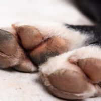 closeup of dog paw cracks