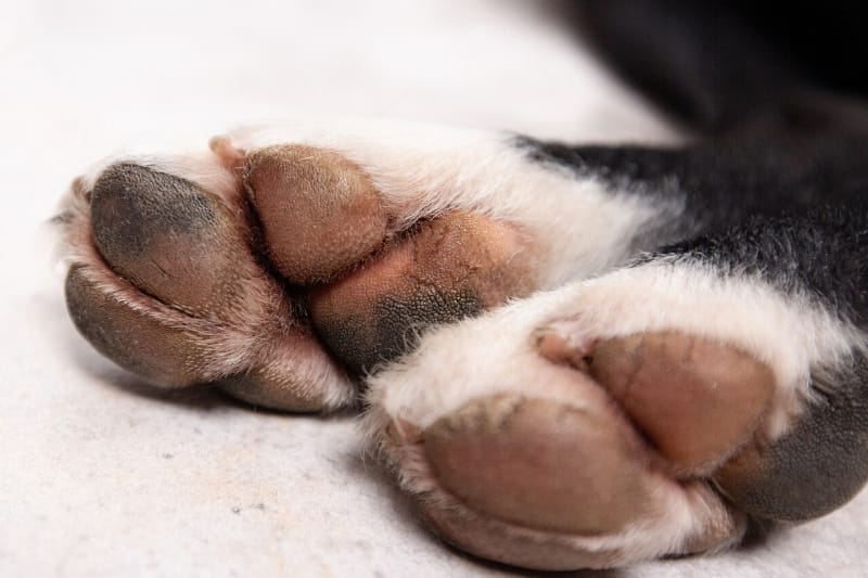 closeup of dog paw cracks