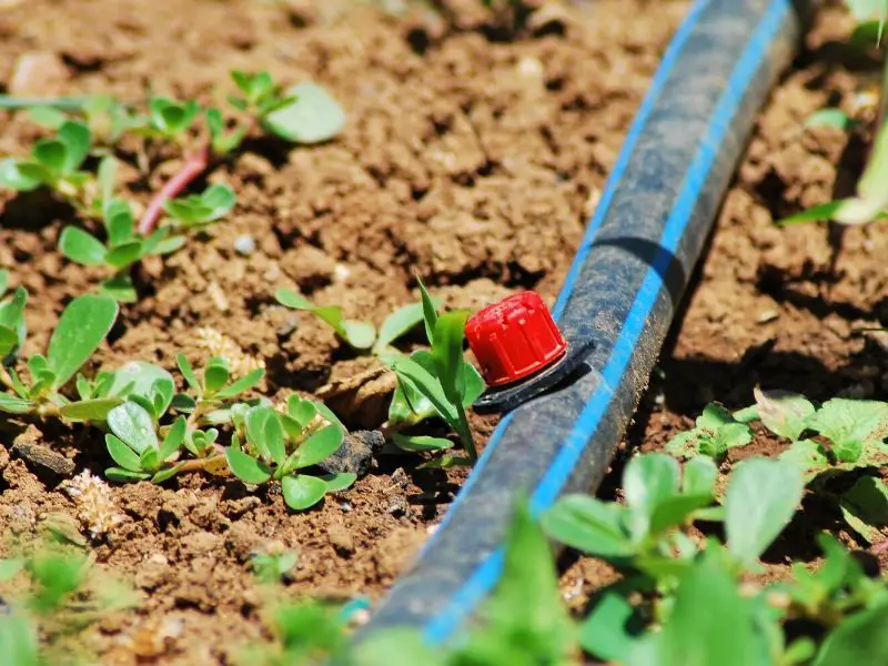 Drip irrigation