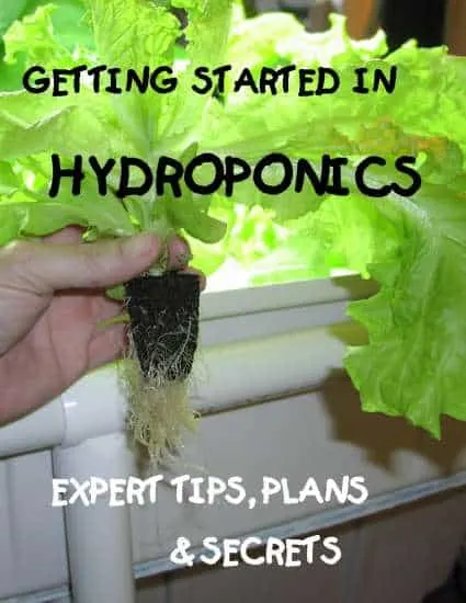 Getting started in hydroponics