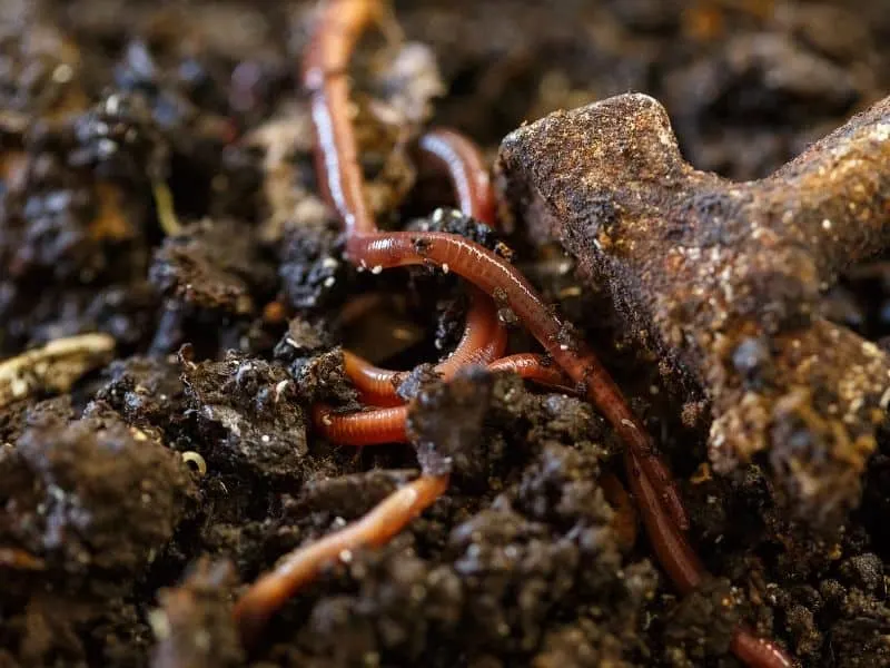 Garden soil with worms